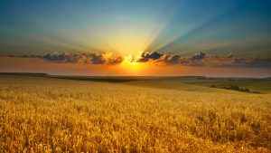 Sonnenuntergang über einem Kornfeld